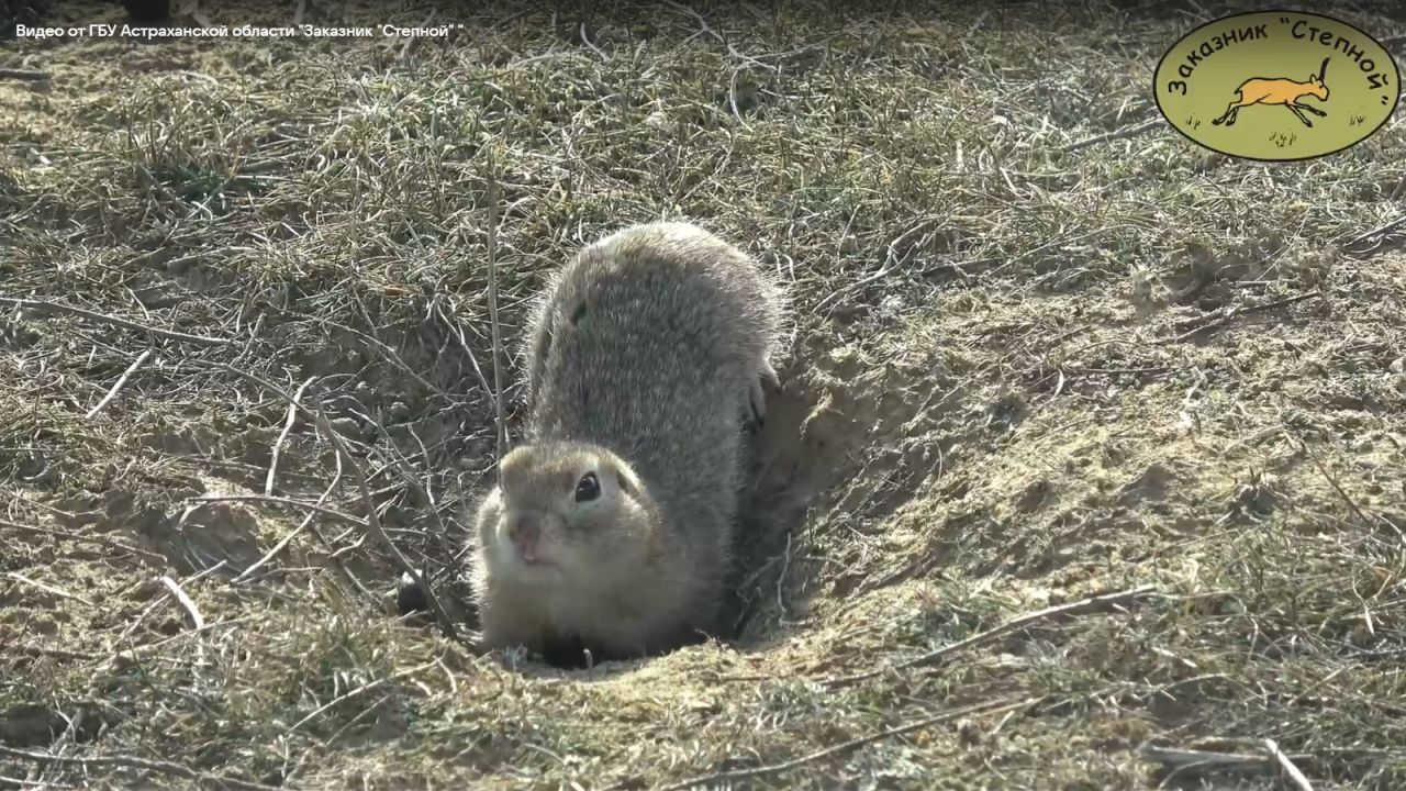 Вот такой милый суслик.