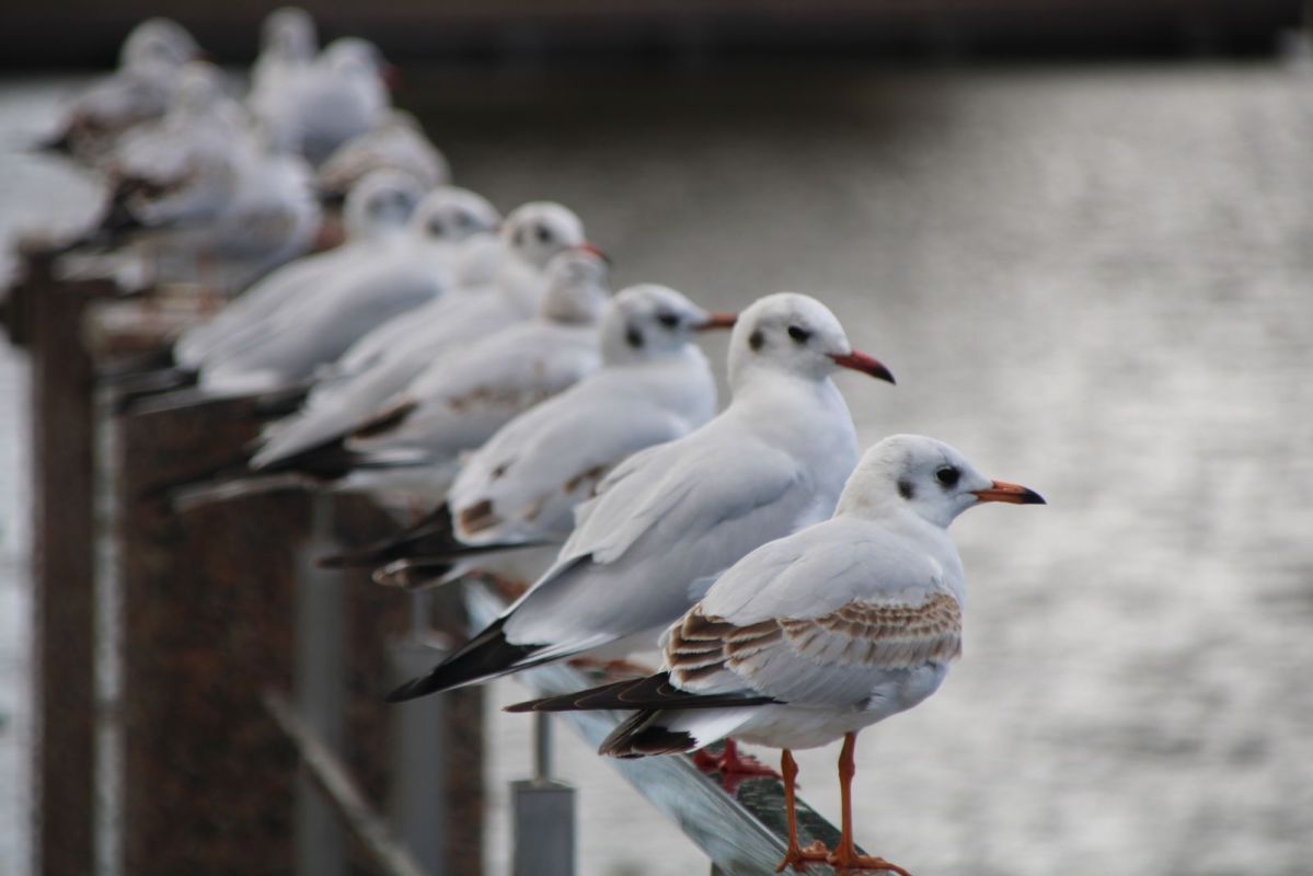 КаспийИнфо. Новости Астрахани и региона