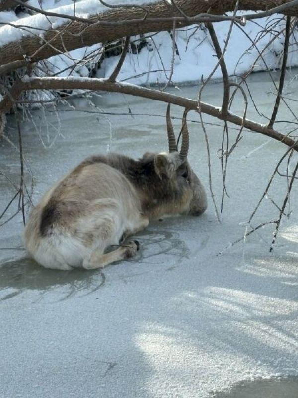 КаспийИнфо. Новости Астрахани и региона