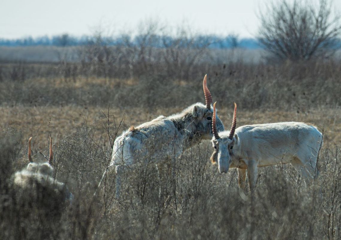 КаспийИнфо. Новости Астрахани и региона