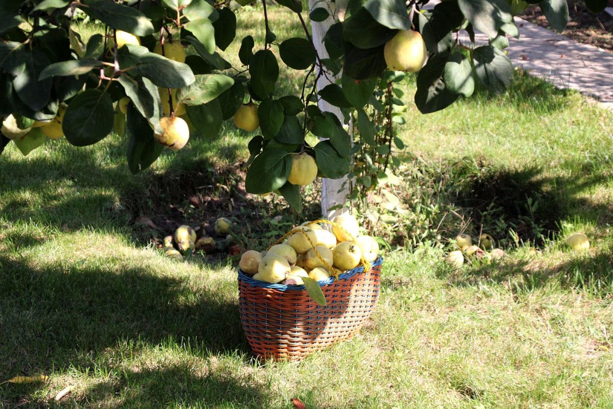 КаспийИнфо. Новости Астрахани и региона