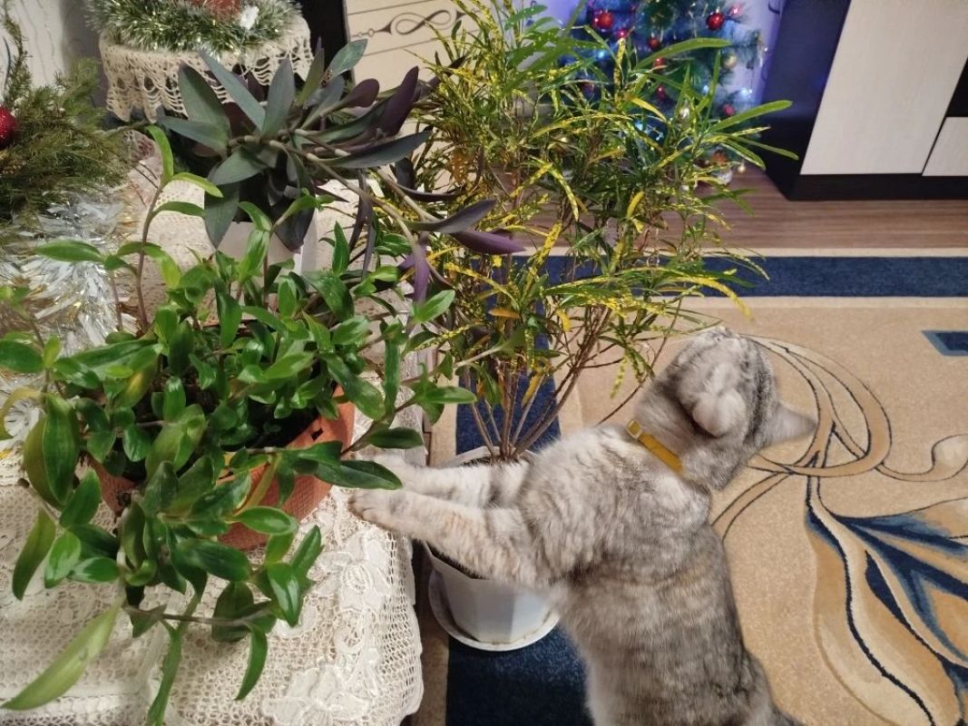 КаспийИнфо. Новости Астрахани и региона