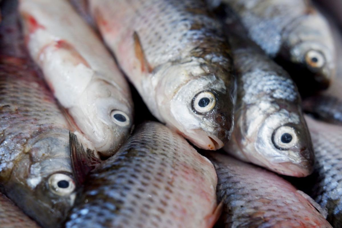 КаспийИнфо. Новости Астрахани и региона