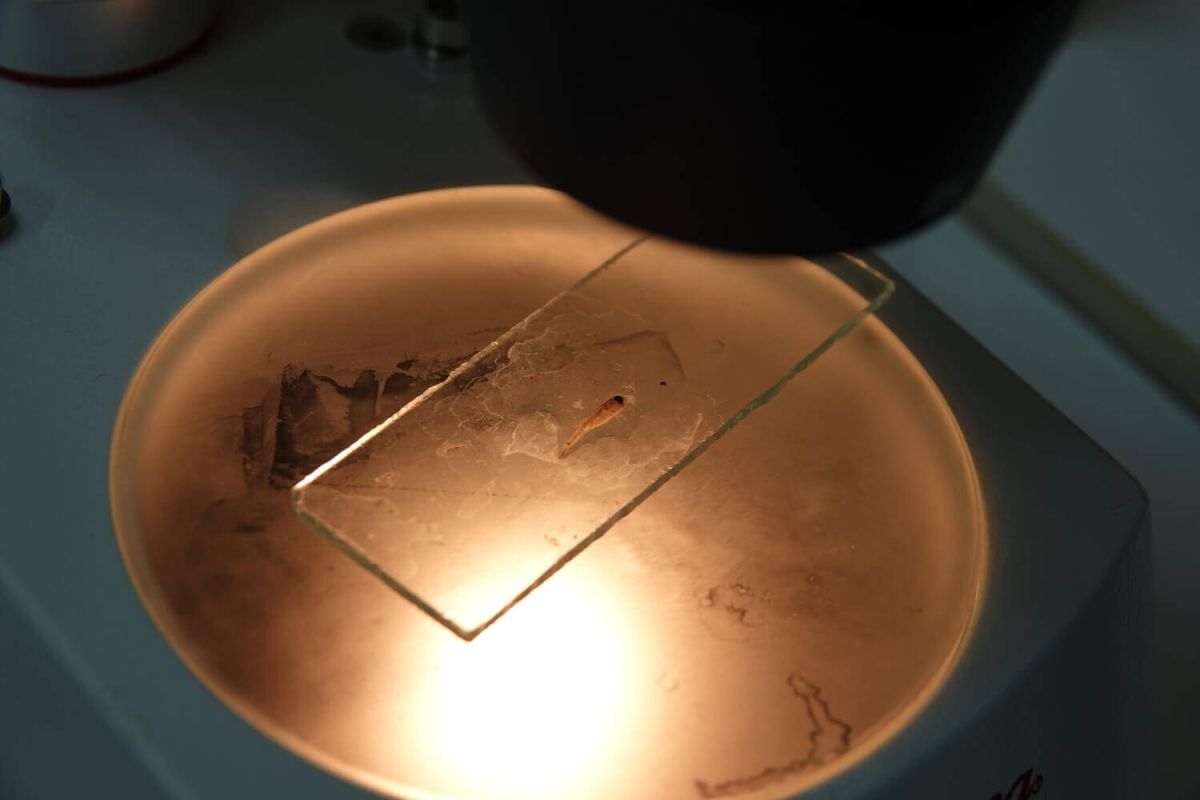 обыкновенный горчак