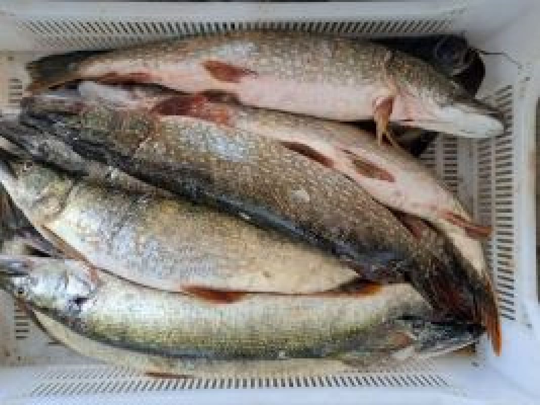 КаспийИнфо. Новости Астрахани и региона