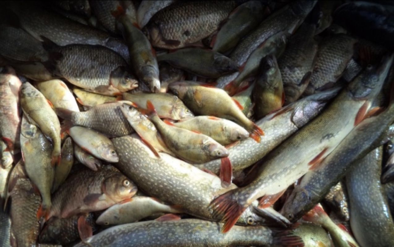 КаспийИнфо. Новости Астрахани и региона