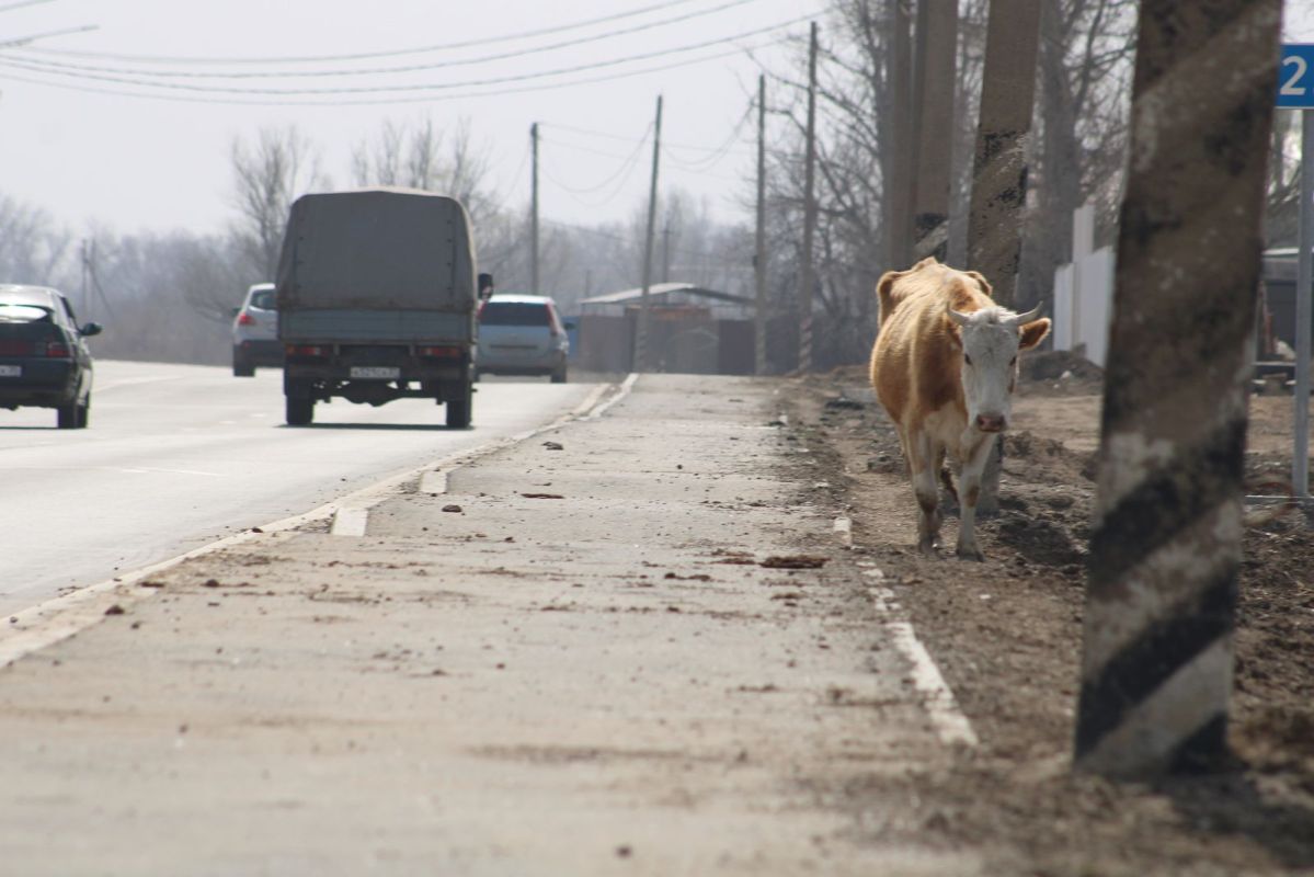 КаспийИнфо. Новости Астрахани и региона
