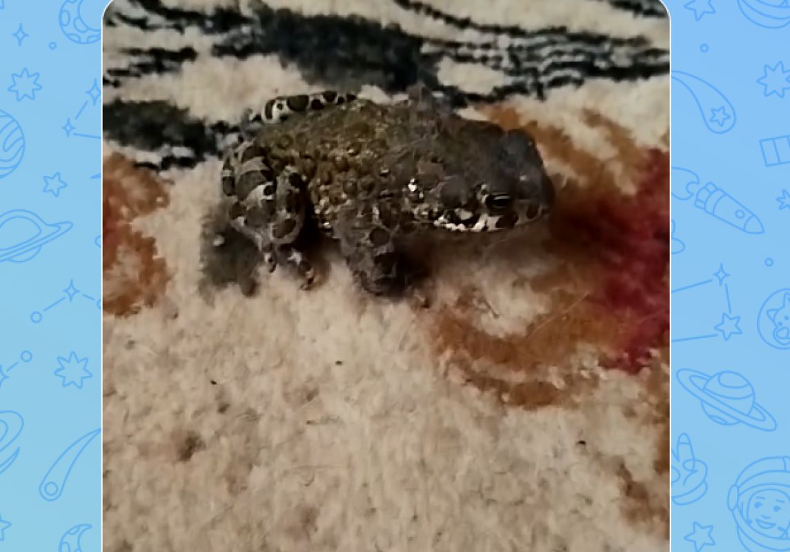 КаспийИнфо. Новости Астрахани и региона