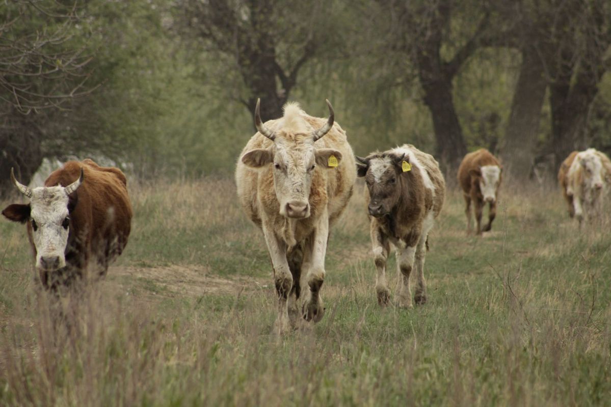 КаспийИнфо. Новости Астрахани и региона