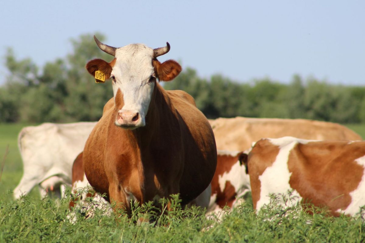 КаспийИнфо. Новости Астрахани и региона