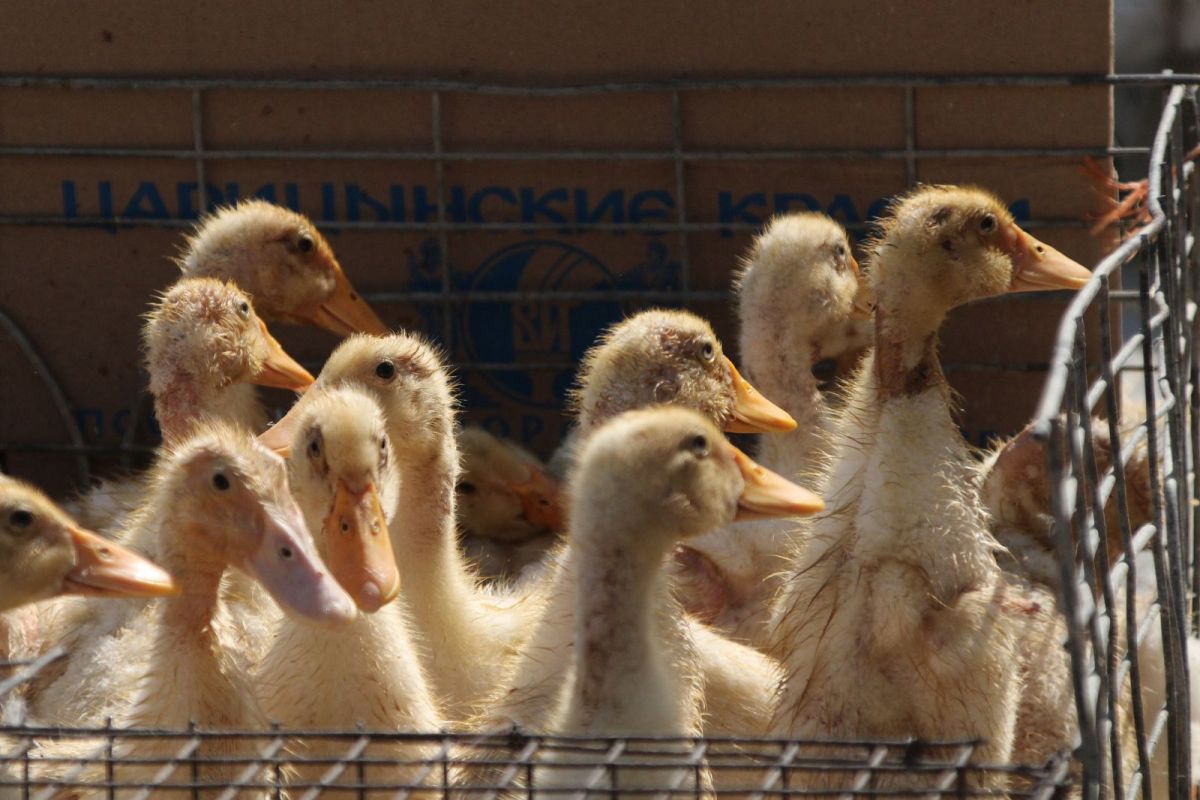 КаспийИнфо. Новости Астрахани и региона