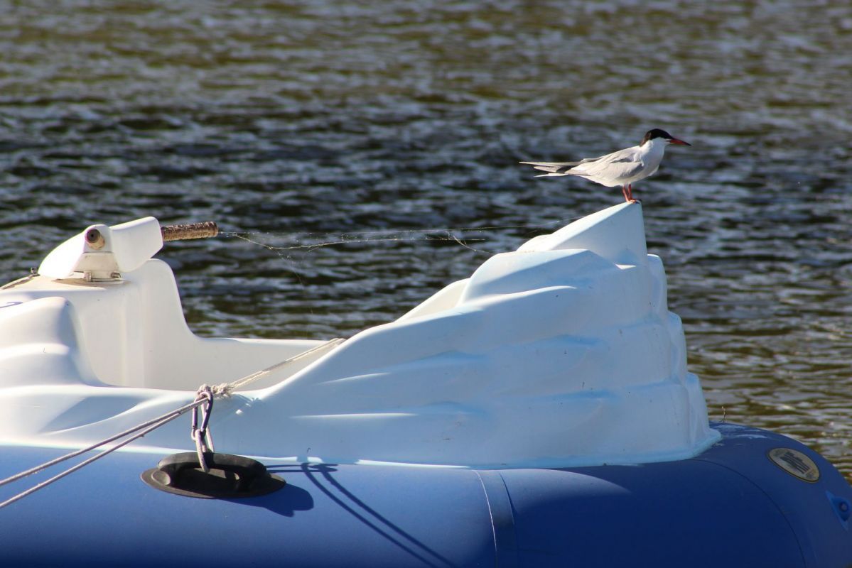 КаспийИнфо. Новости Астрахани и региона