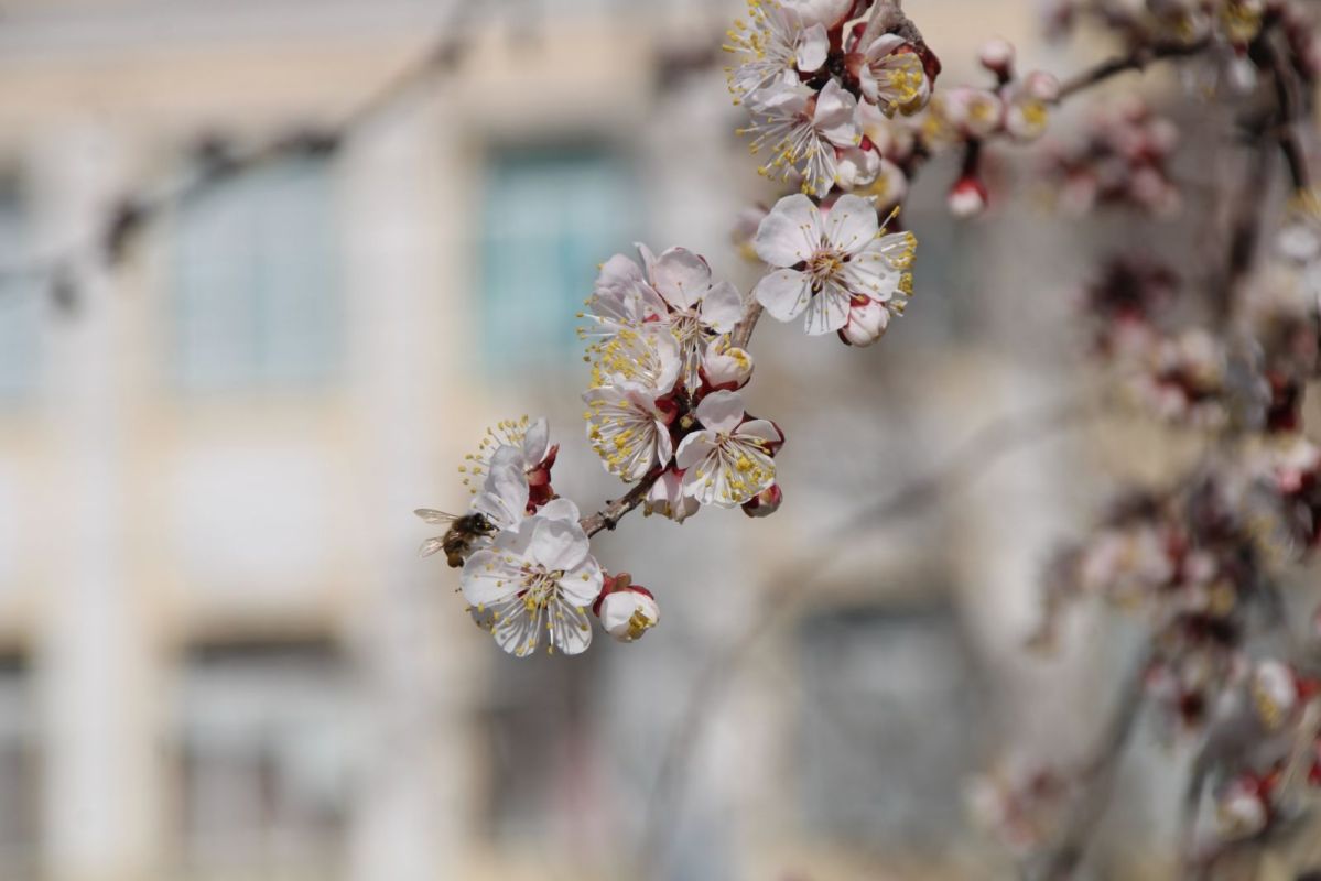 КаспийИнфо. Новости Астрахани и региона