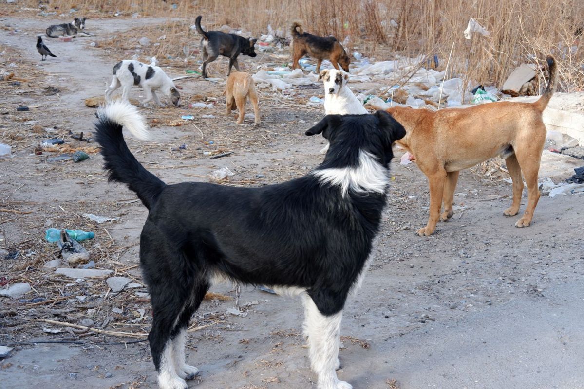 КаспийИнфо. Новости Астрахани и региона