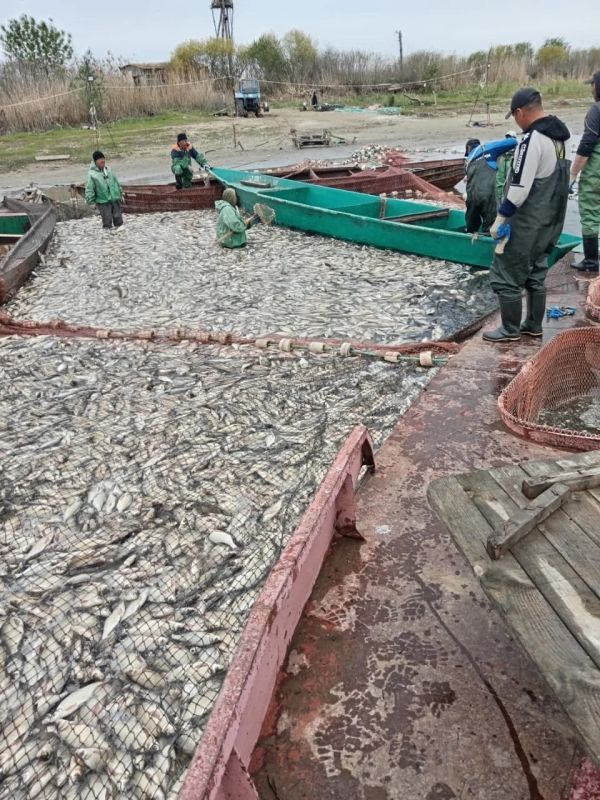 Основной объект лова промрыбаков - это лещ, вернее подлещик.