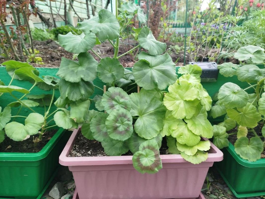 По традиции герань на сезонные каникулы переезжает самой первой.