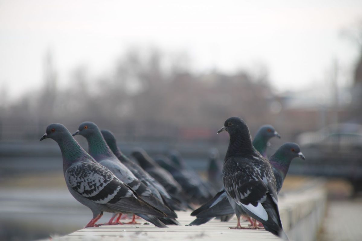 КаспийИнфо. Новости Астрахани и региона