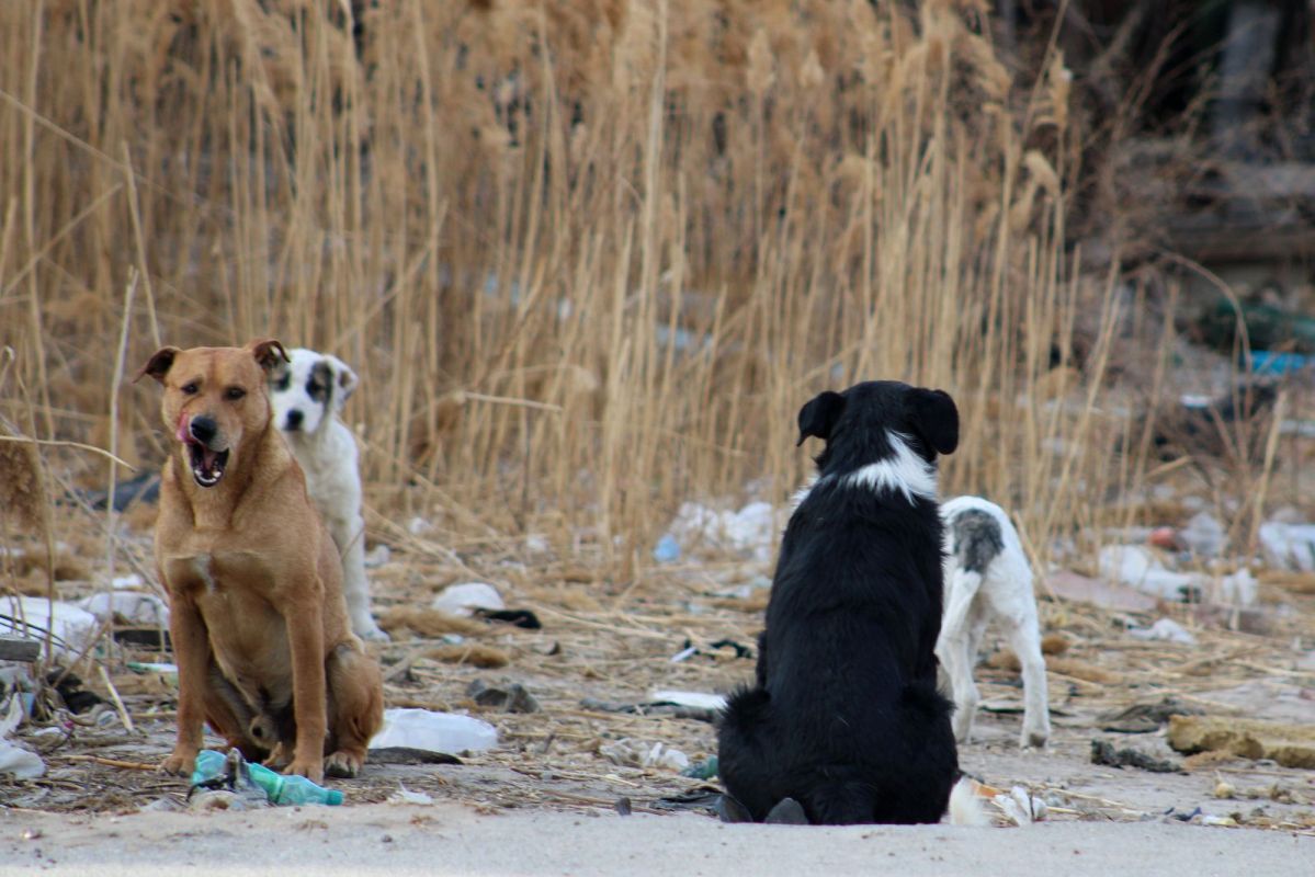 КаспийИнфо. Новости Астрахани и региона