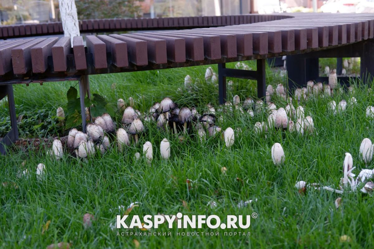 КаспийИнфо. Новости Астрахани и региона