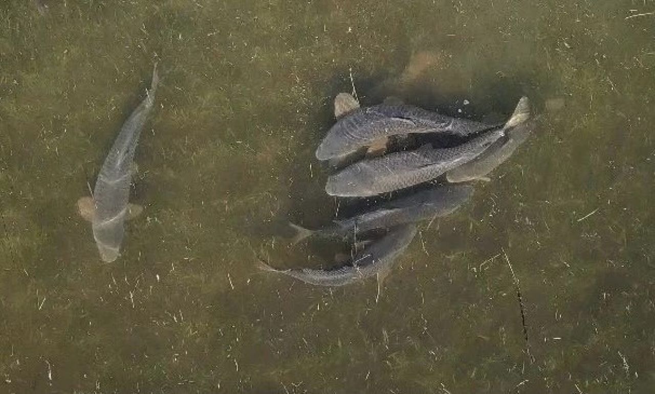 Нерестящиеся сазаны