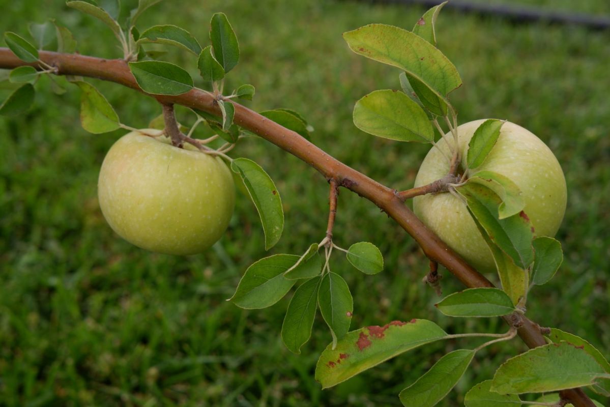 КаспийИнфо. Новости Астрахани и региона