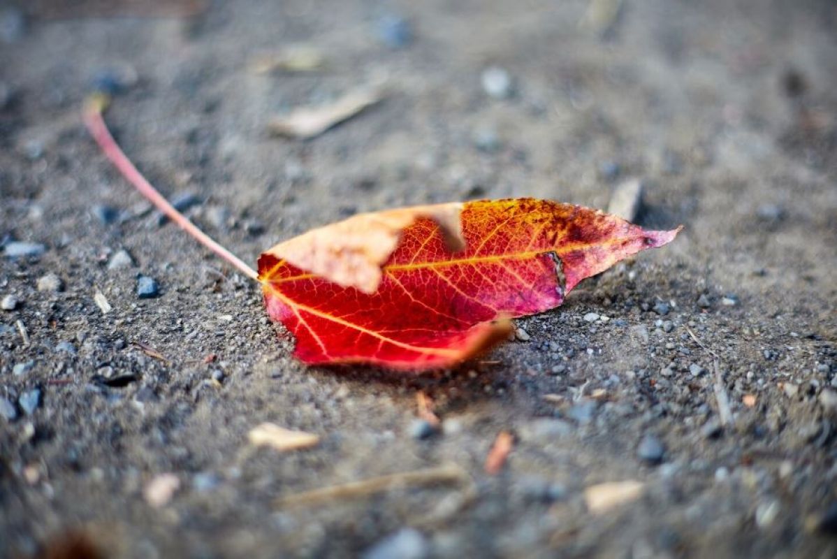 Фото © magnific.com