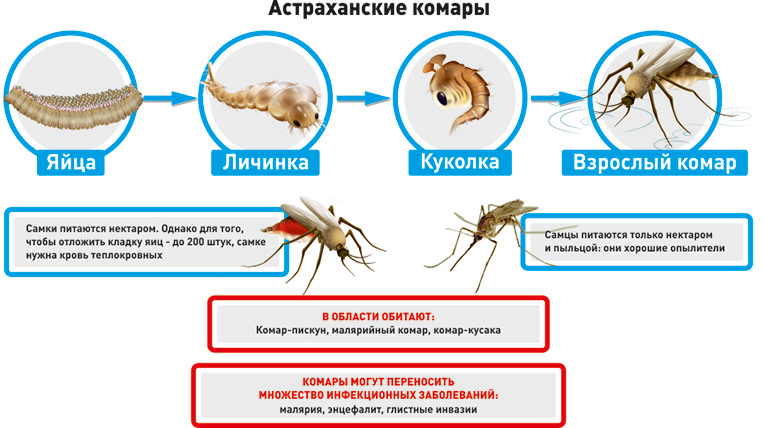 Как вычислить комара в комнате