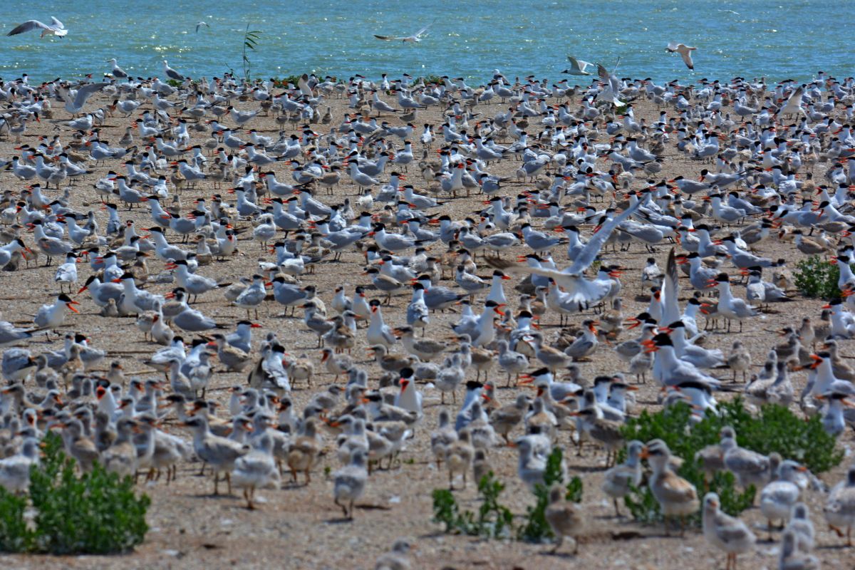 птицы на острова