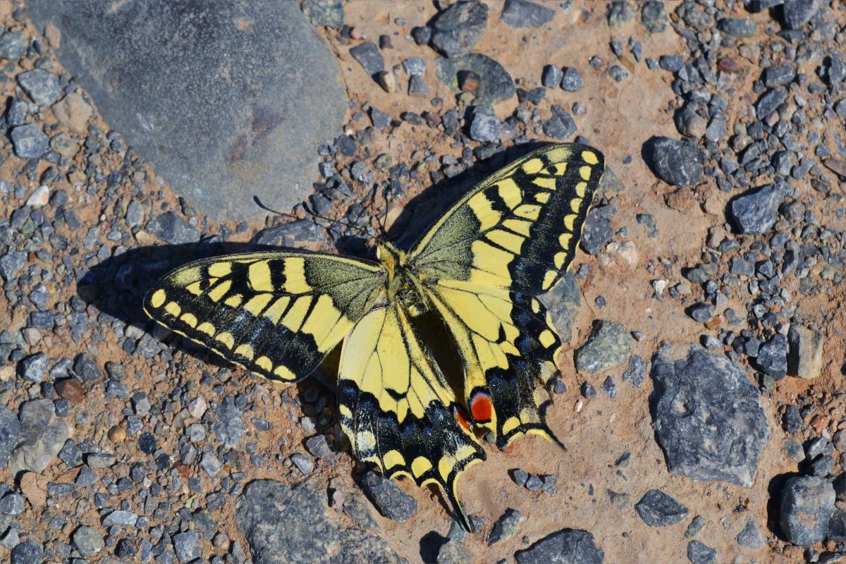 Бабочка какая признаки. Парусник Махаон – Papilio Machaon. Бабочка Махаон Астрахань. Висимский заповедник бабочка. Бабочки Астраханской области.