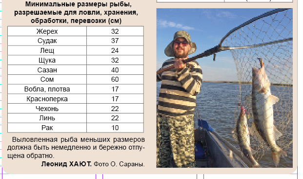 Таблица размеров вылова рыбы. Размер вылавливаемой рыбы. Разрешённый размер вылавливаемой рыбы. Норма ловли рыбы. Допустимый размер выловленной рыбы.