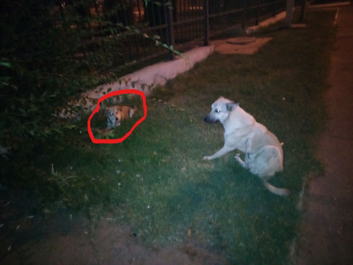 Собака съела что то на улице. Нападение собак в Астрахани. В Астрахани собаки загрызли. Бродячие собаки Астрахань. Астрахань собаки происшествия.