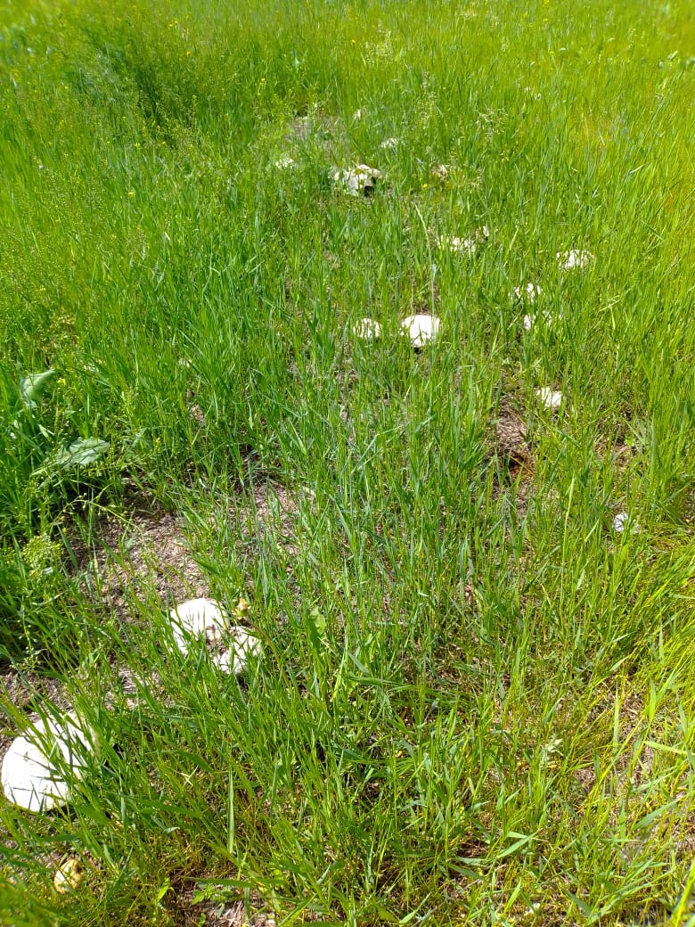 Из-за необычно дождливого мая астраханцы собирают грибы мешками
