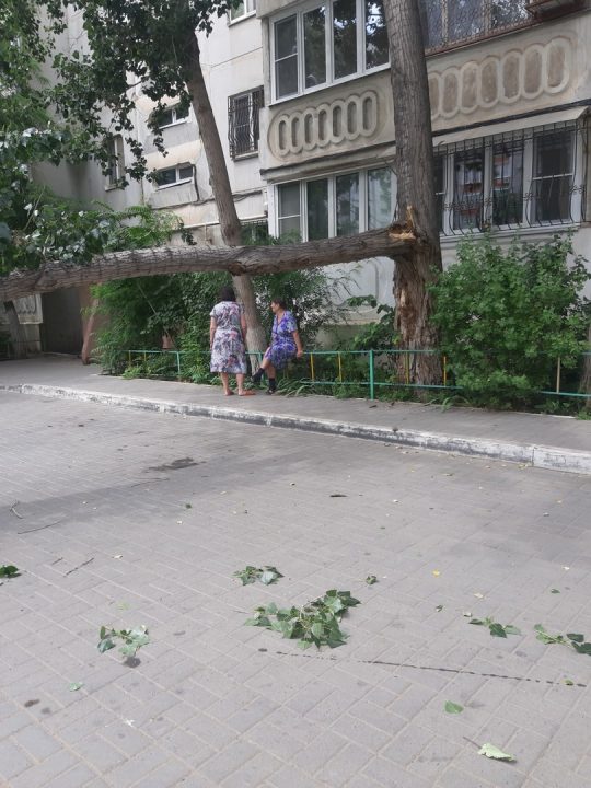 В Астрахани дерево свалило две опоры ЛЭП
