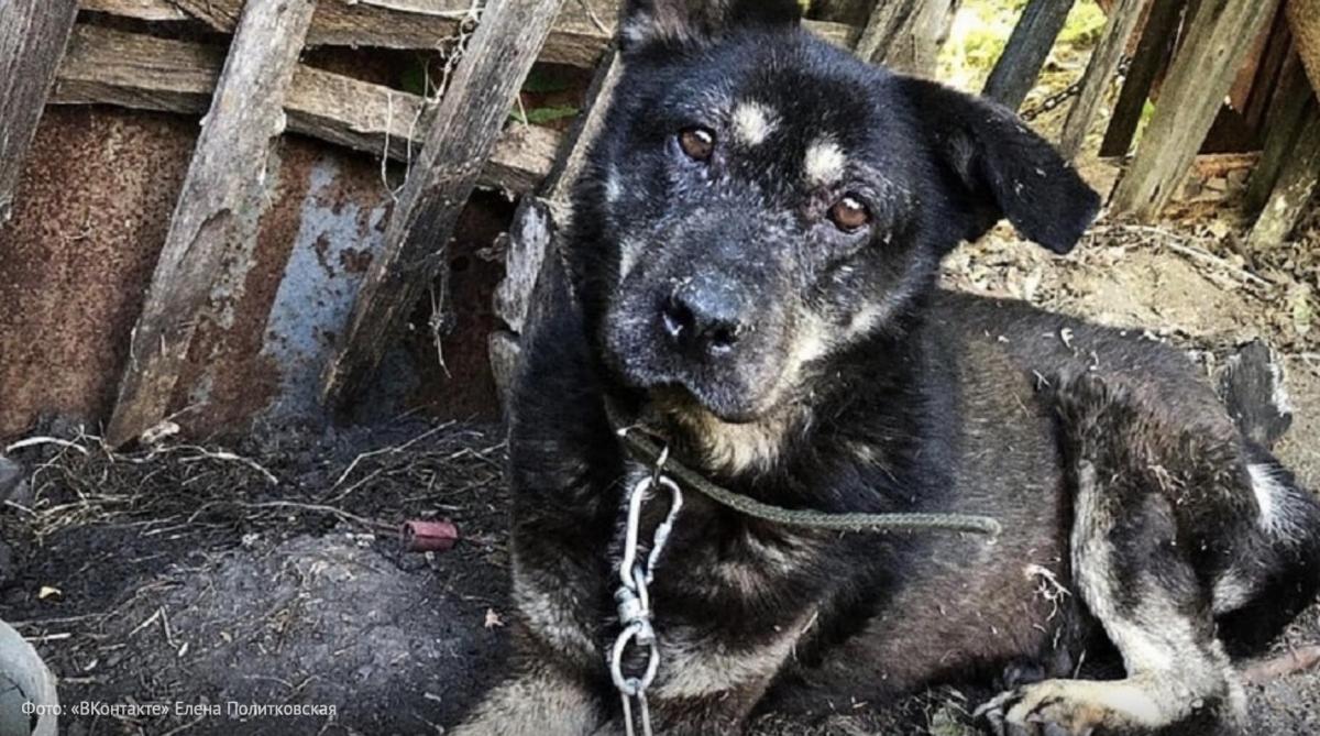 Собака на улице. Кидала собаки. Бездомные собаки. Брошенные собаки донбасса. Бездомные собаки.