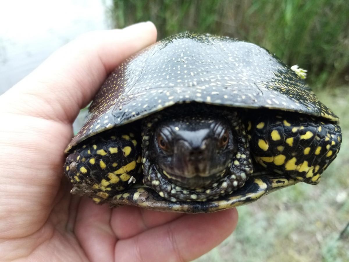 Черепахи в Астрахани. Черепашка пойманная рядом с Панамой. Фото красивой черепахи,пойманной возле панамы. Когда в Астрахани можно поймать черепаху. Ловить черепаху