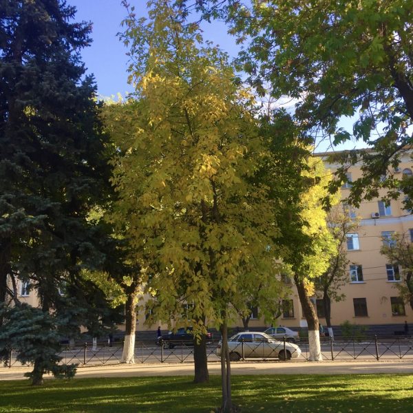 осень