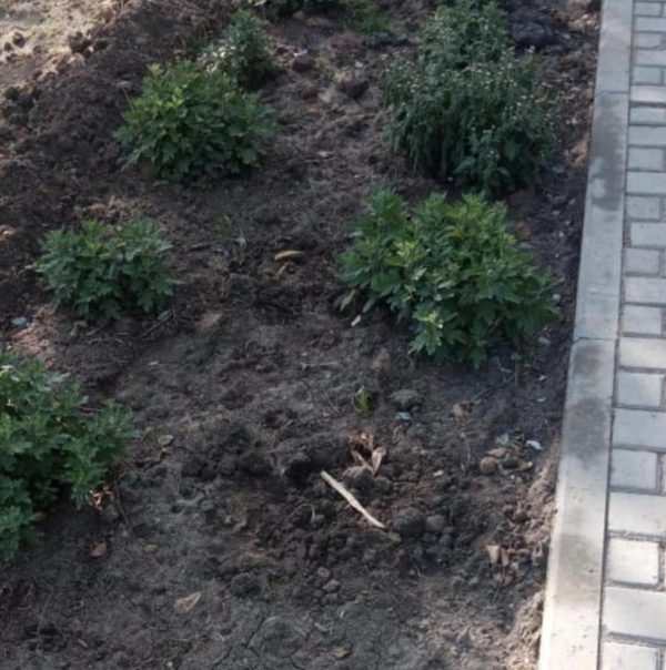 вандализм